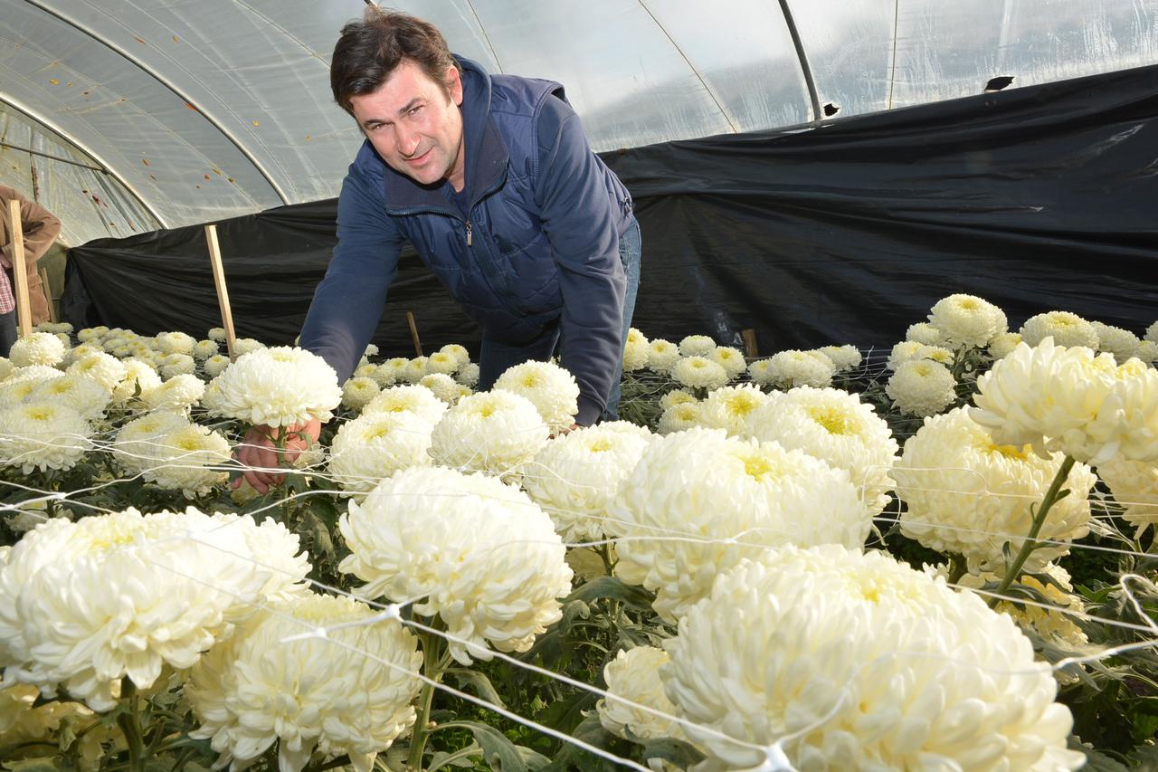 20.10.2015., Koprivnica, Virje - Marijan Cepetic, pejzazni ili krajobrazni arhitekt jedan je od najpoznatijih i najvecih podravskih uzgajivaca cvijeca. Primaran mu je uzgoj bozura cija je berba bila u svibnju, a sada u svojim plastenicima u Virju, gdje i 