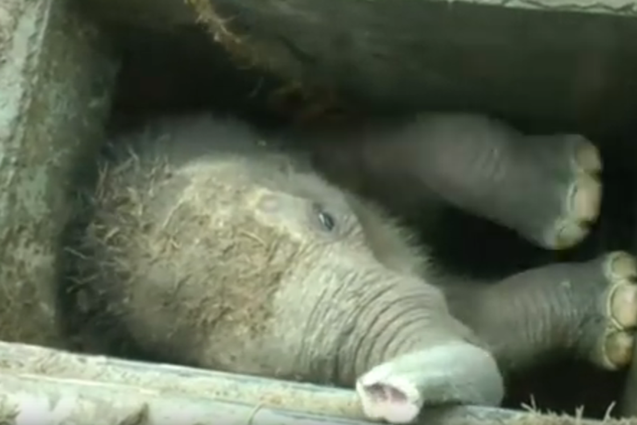 Sloniću upalom u šaht odlučili su pomoći stanovnici