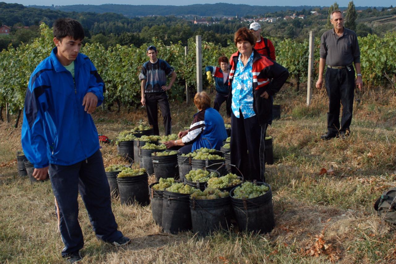 'Podravina-bilogora, 22.9.2010. Daruvar, Dok su lani radili optimisticno radili i razmisljali o zaradi, Badel im je to zadovoljstvo uskratio Snimio: MIchel Palijan / VLM'