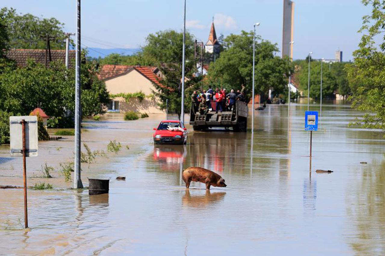 životinje,evakuacija,Gunja,poplave