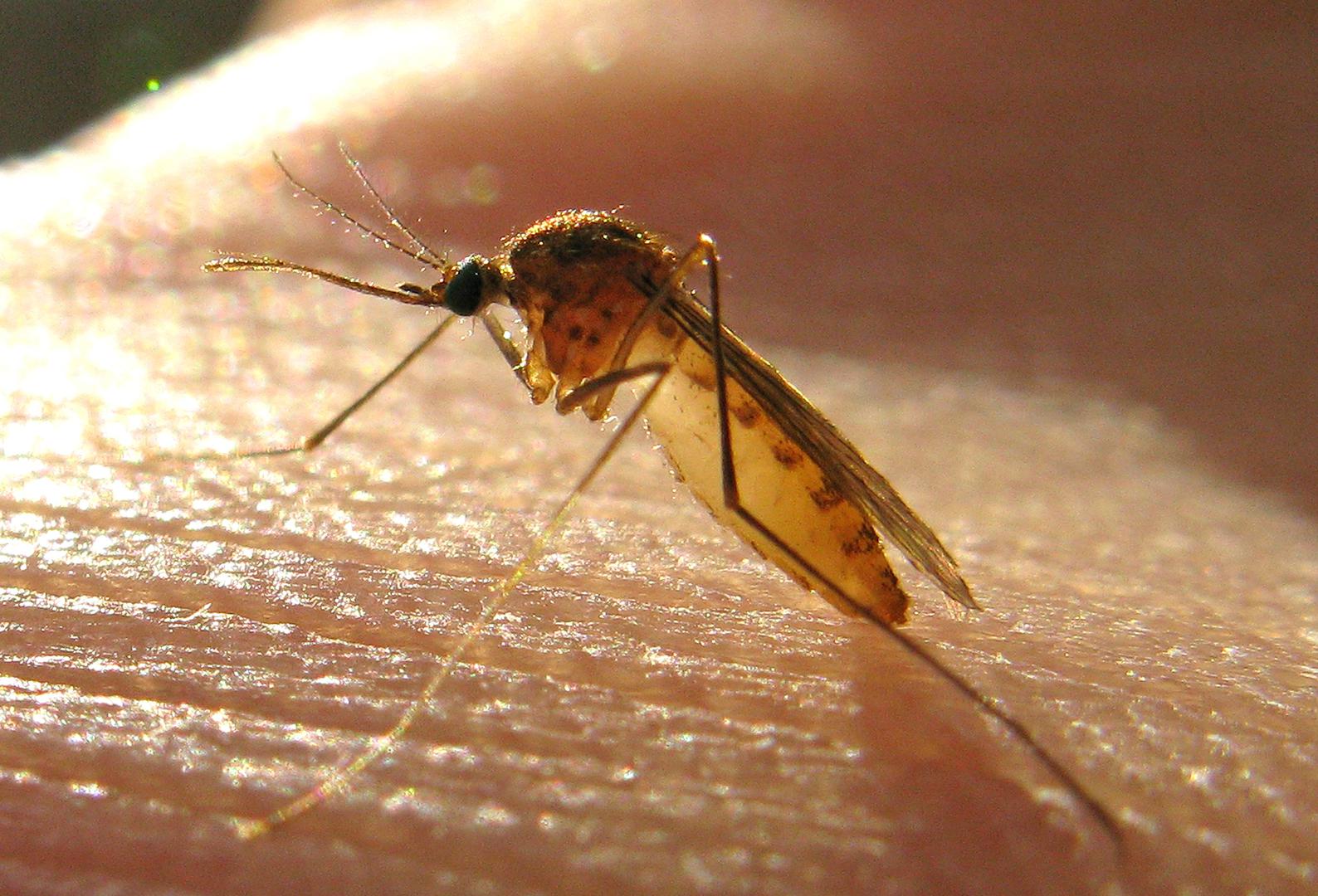 Journal of the American Mosquito Control Association objavio je 2002. godine da komarci češće napadaju osobe koje su konzumirale alkohol. Malo istraživanje, koje je obuhvatilo 13 sudionika, pokazalo je da osobe koje su popile jedno pivo, bile su češća meta komaraca u odnosu na one koji nisu konzumirali alkohol. 