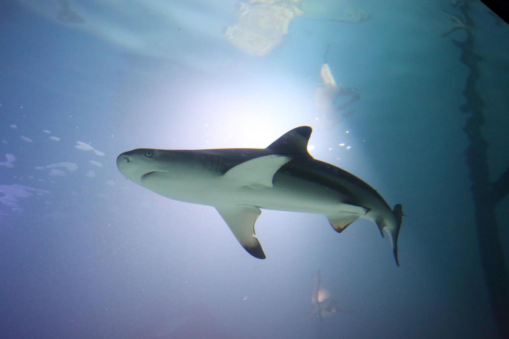 Institut navodi još nekoliko smrtnih ishoda u Jadranu tijekom desetljeća, no za neke od njih napominju kako nema dovoljno podataka što se zaista dogodilo. 