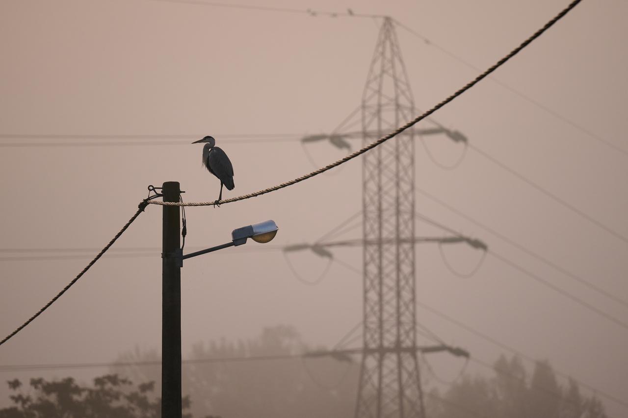 Siva čaplja na dalekovodu