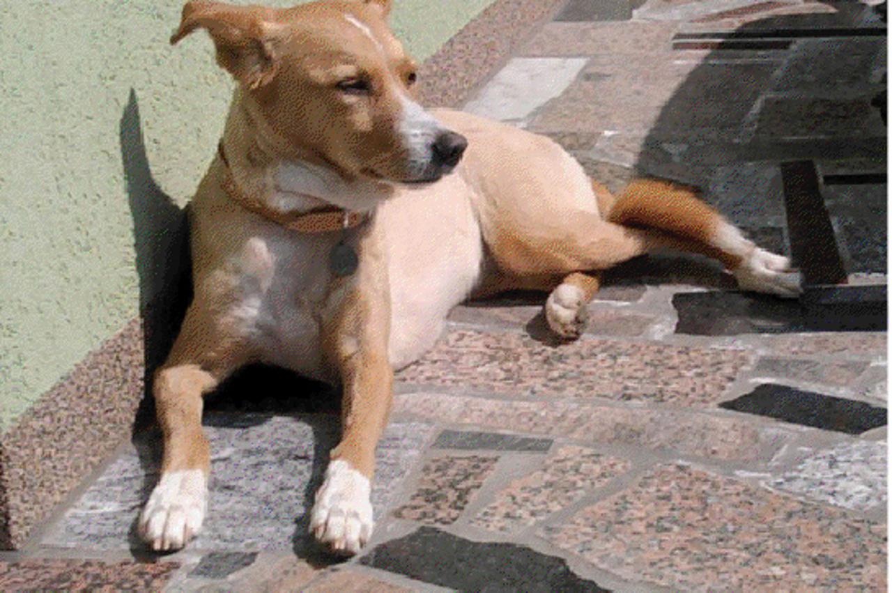 coco