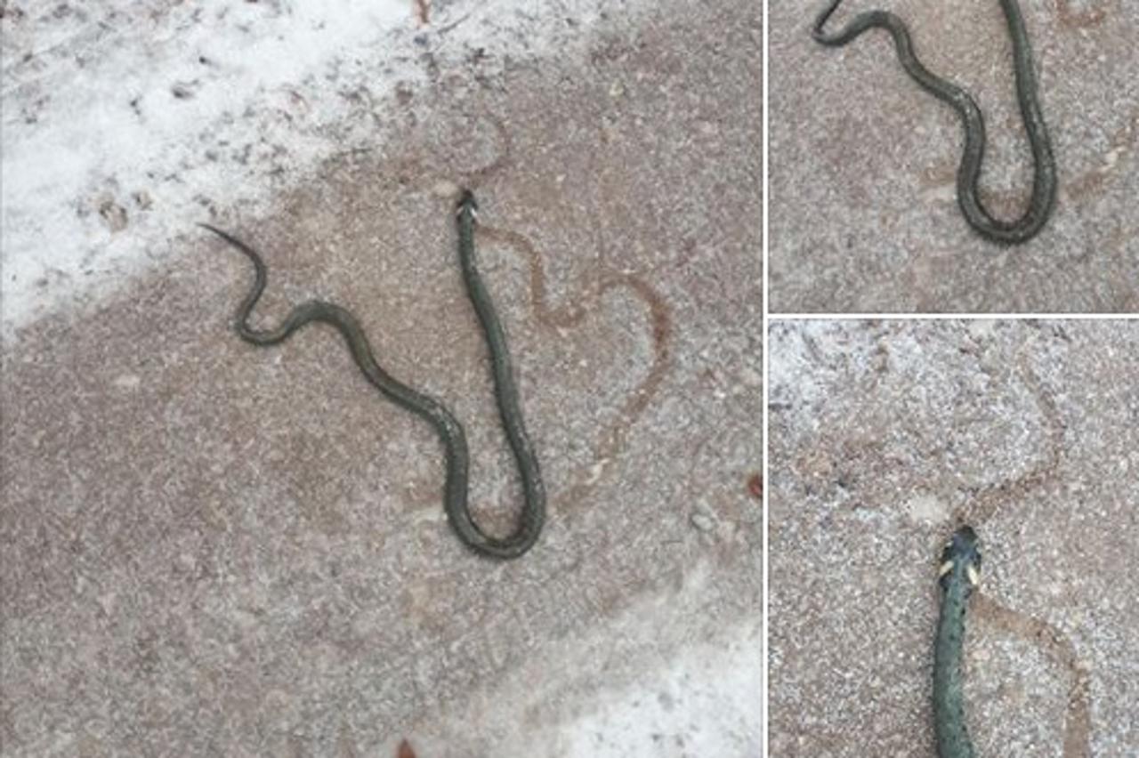 Zmija na Ivanščici