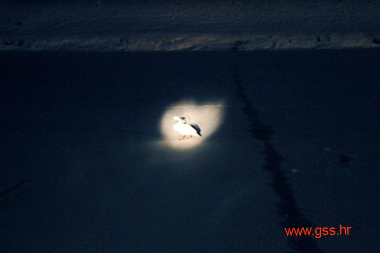 spašavanje labuda (1)