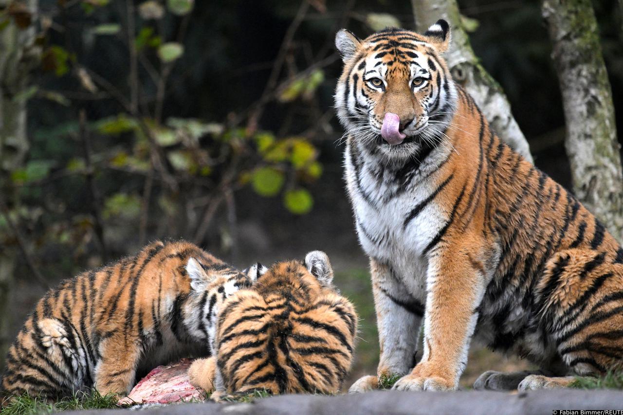 Tigers with Christmas presents in Hagenbeck zoo
