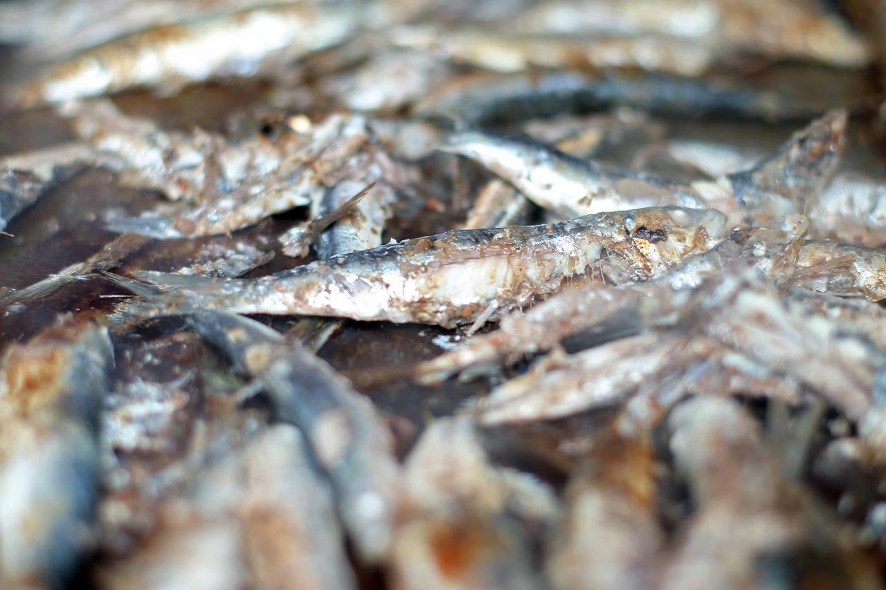 Prženi brancini, orade, inćuni i srdele na manifestaciji Riba Hrvatske - Jedi što vrijedi