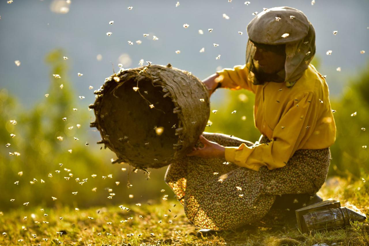 Hatidže i njezine pčele: Skromna žena postala je simbol suživota s prirodom
