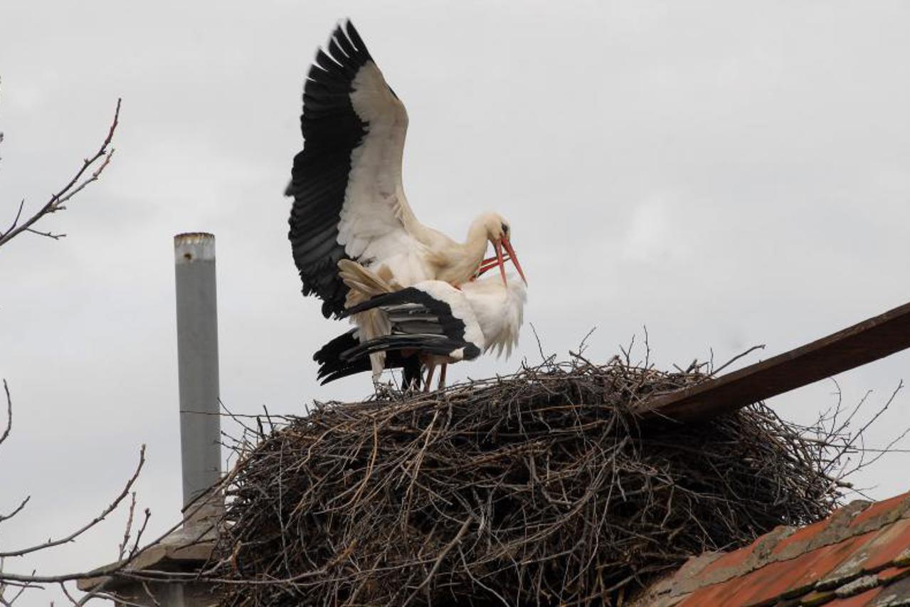 klepetan i malena (1)