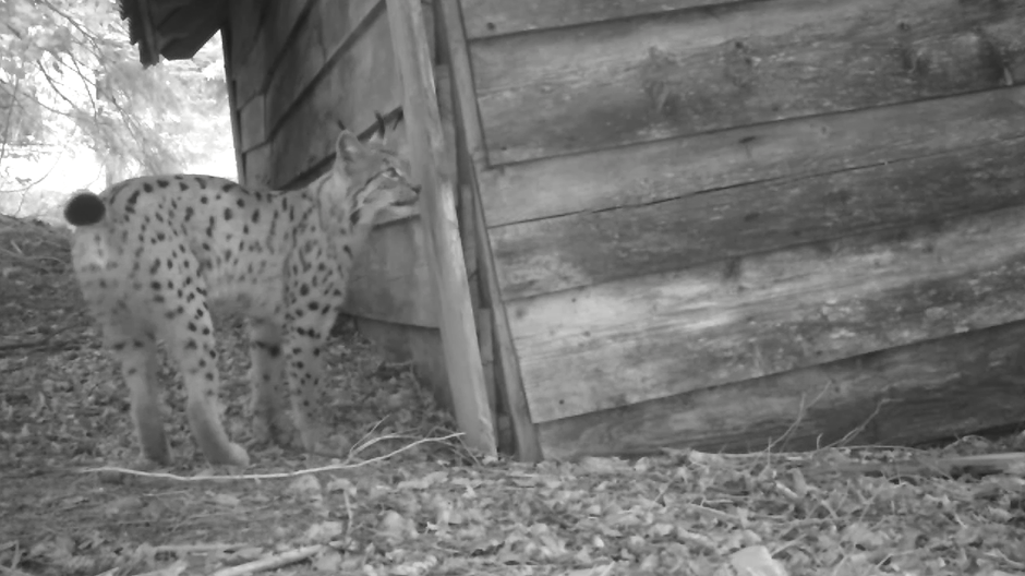 Divlje životinje ulovljene u fotozamke