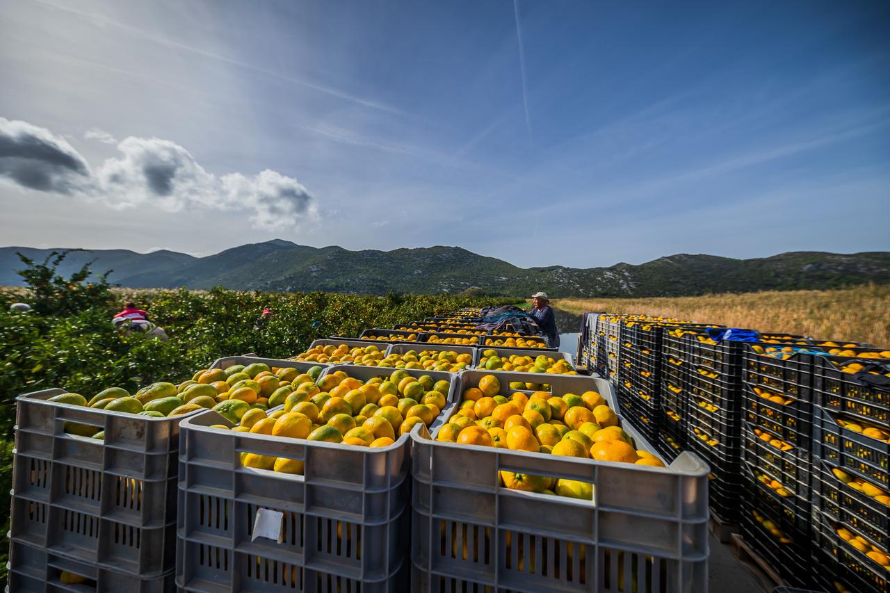 Berba mandarina u dolini Neretve: Urod je rekordan, ali proizvođače muči niska cijena