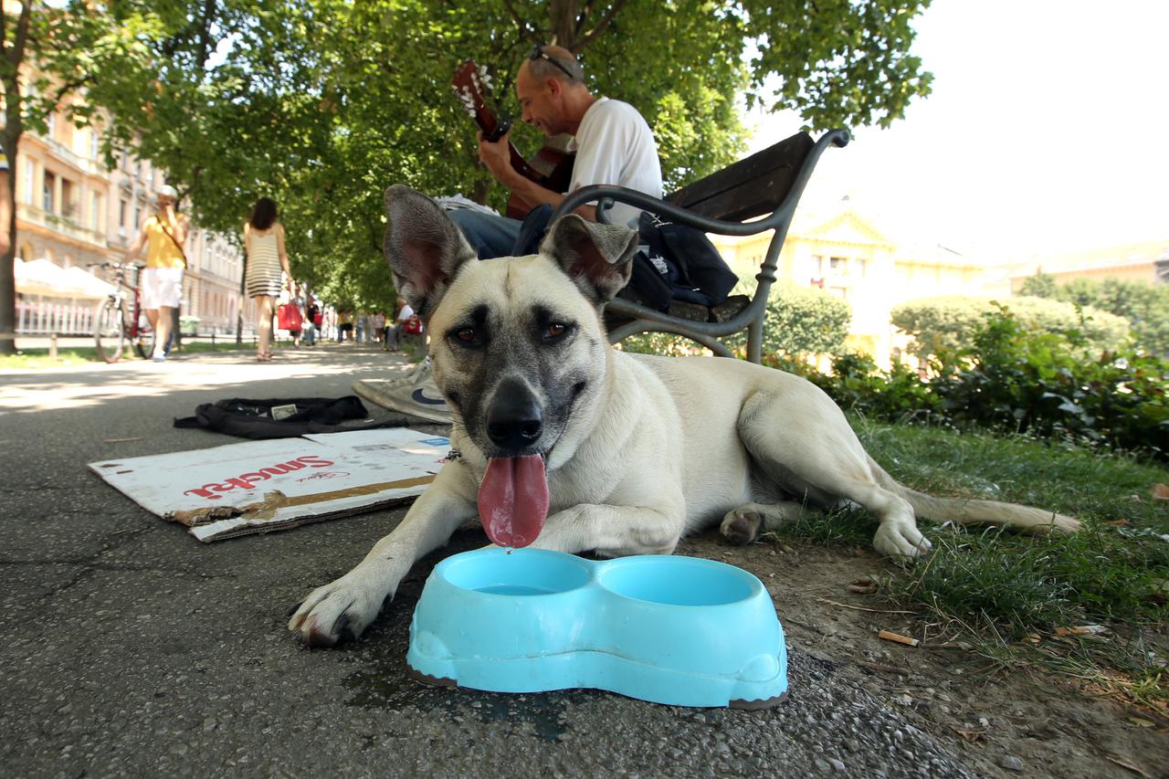 07.07.2015., Zagreb - Prave pasje vrucine na asfaltu Trga kralja Tomislava.  Photo: Robert Anic/PIXSELL