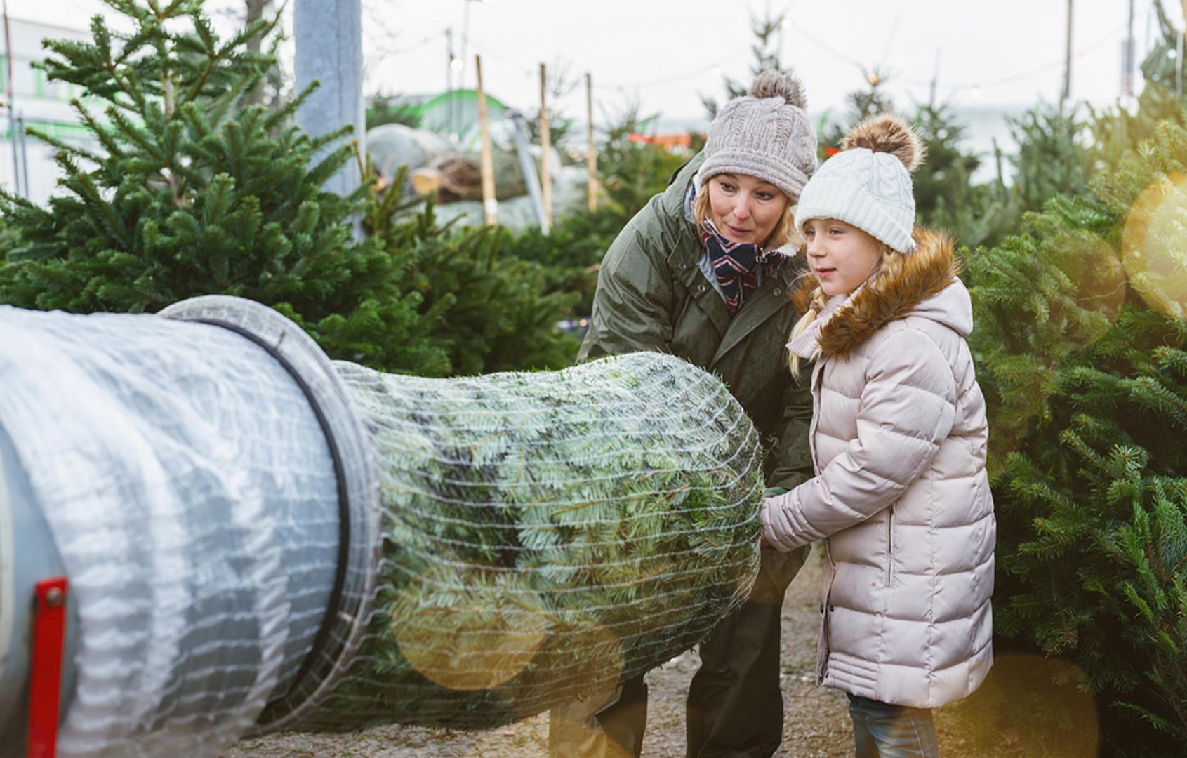 Rezano božićno drvce: Rezano drvce mnogima je 'ono pravo' zbog mirisa, prirodnog izgleda i osjećaja tradicije. Mana mu je što traži pažnju: treba ga držati dalje od radijatora, redovito zalijevati postolje i računati da će s vremenom osipati iglice. Najvažnije je odgovorno zbrinjavanje nakon blagdana, kako drvce ne bi završilo kao običan otpad.