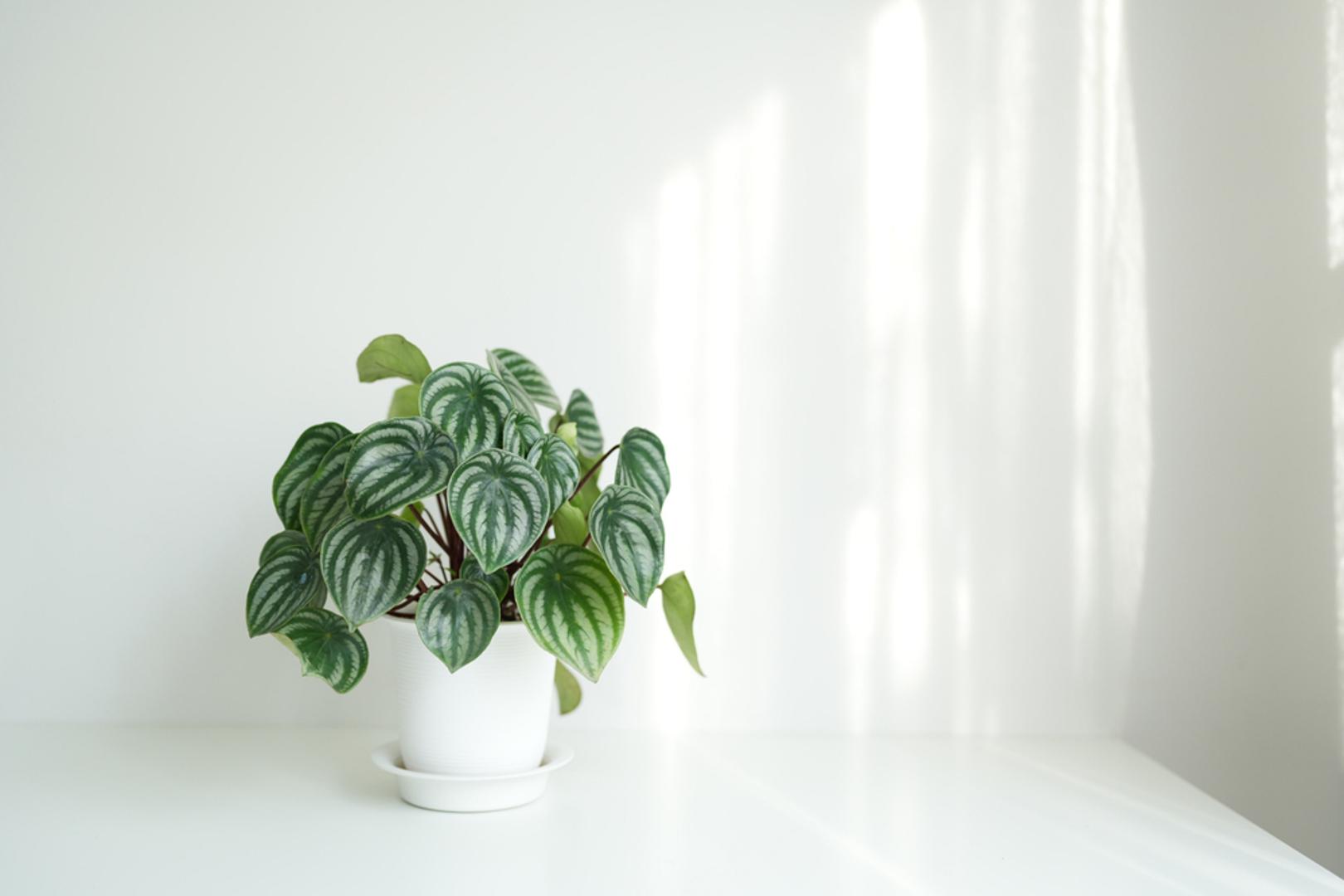Watermelon Peperomia (Peperomia argyreia): Listovi ove biljke podsjećaju na koru lubenice, zbog čega je dobila svoje ime. Kompaktna je i dekorativna, pa je čest izbor za male stanove. Voli srednju količinu indirekte svjetlosti te ju je potrebno zaliti kada joj se lišće pomalo objasi.