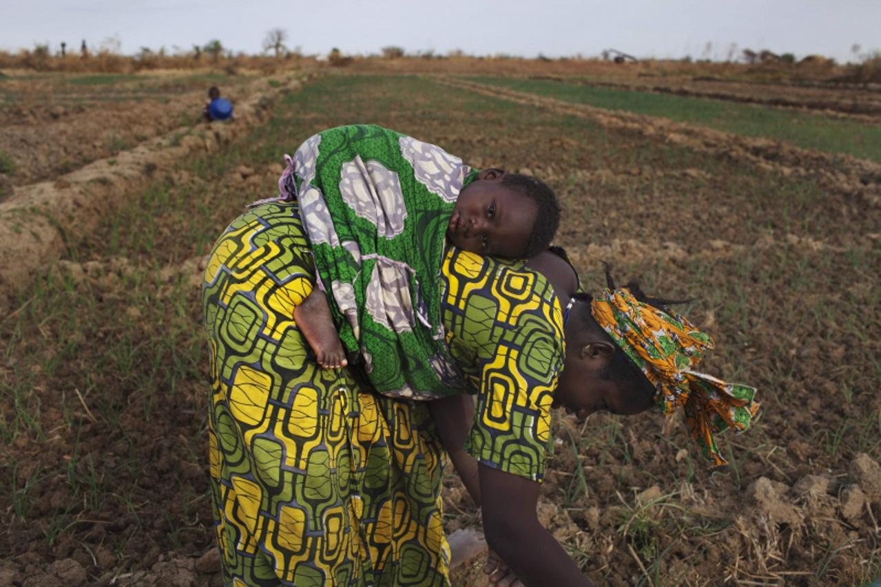 'Farmer Bintou Samake plants beans while carrying her son Mahamadou on her back on a farm in Heremakono, Mali, January 22, 2013. REUTERS/Joe Penney (MALI - Tags: AGRICULTURE SOCIETY)'