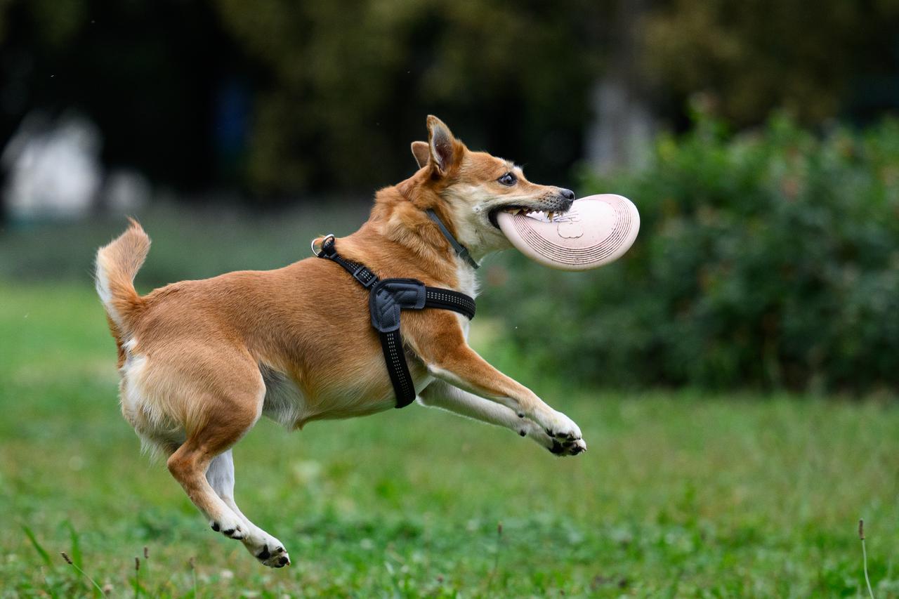 Zagreb: Umirovljenica Ana Gloc jutro provodi u igri s kujicom Diom