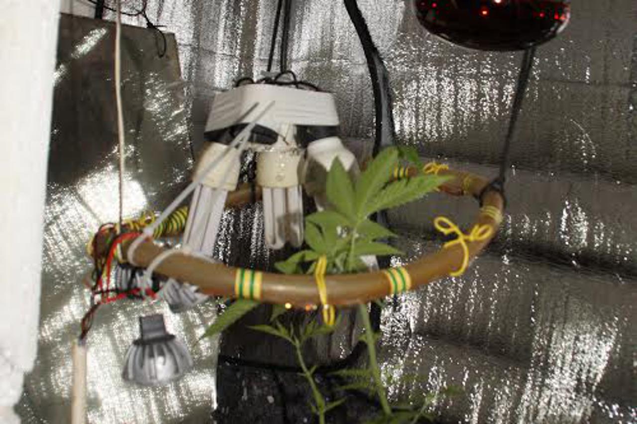 laboratoriji droge,marihuana