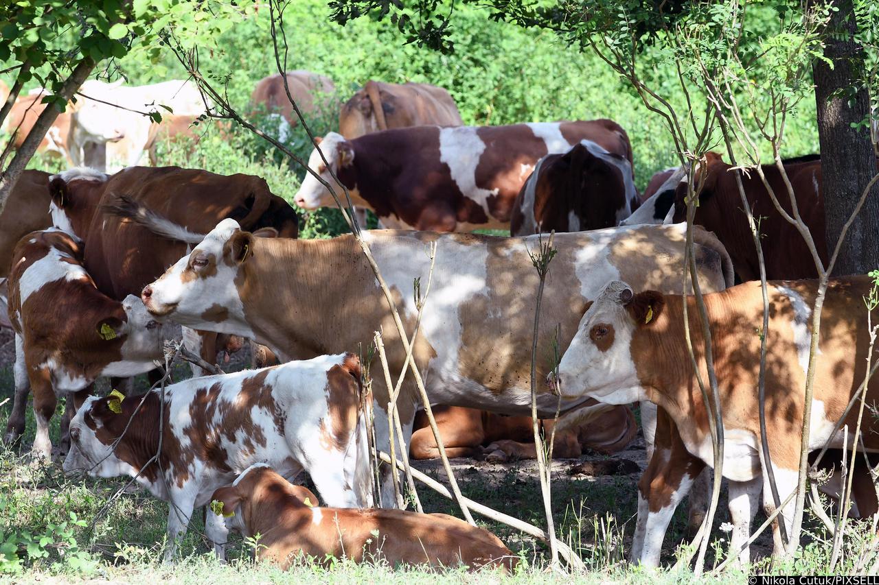 Više od stotine krava uginulo u Lonjskom polju