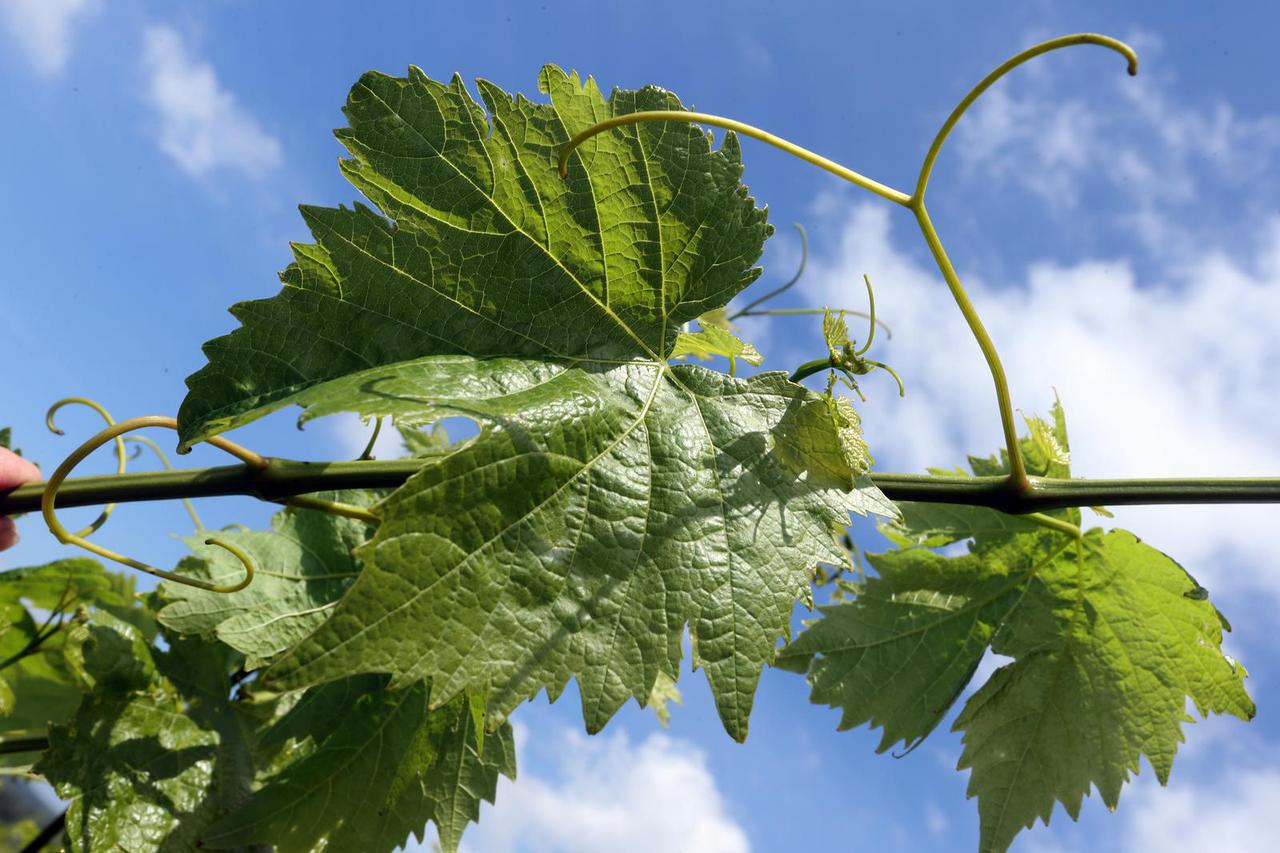 Nova Vas: Vinogradi obitelji Terzolo 