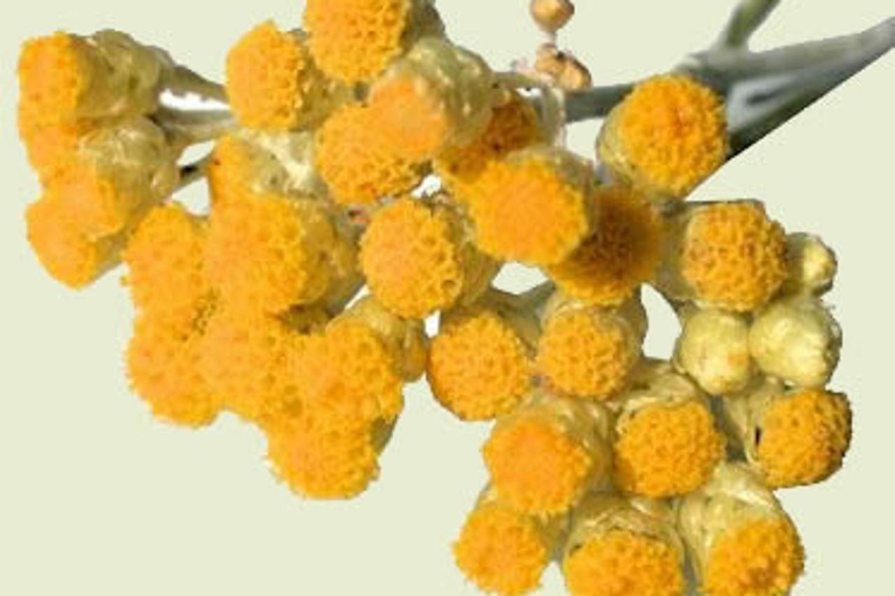 'smilje_nnn_unu_220610'