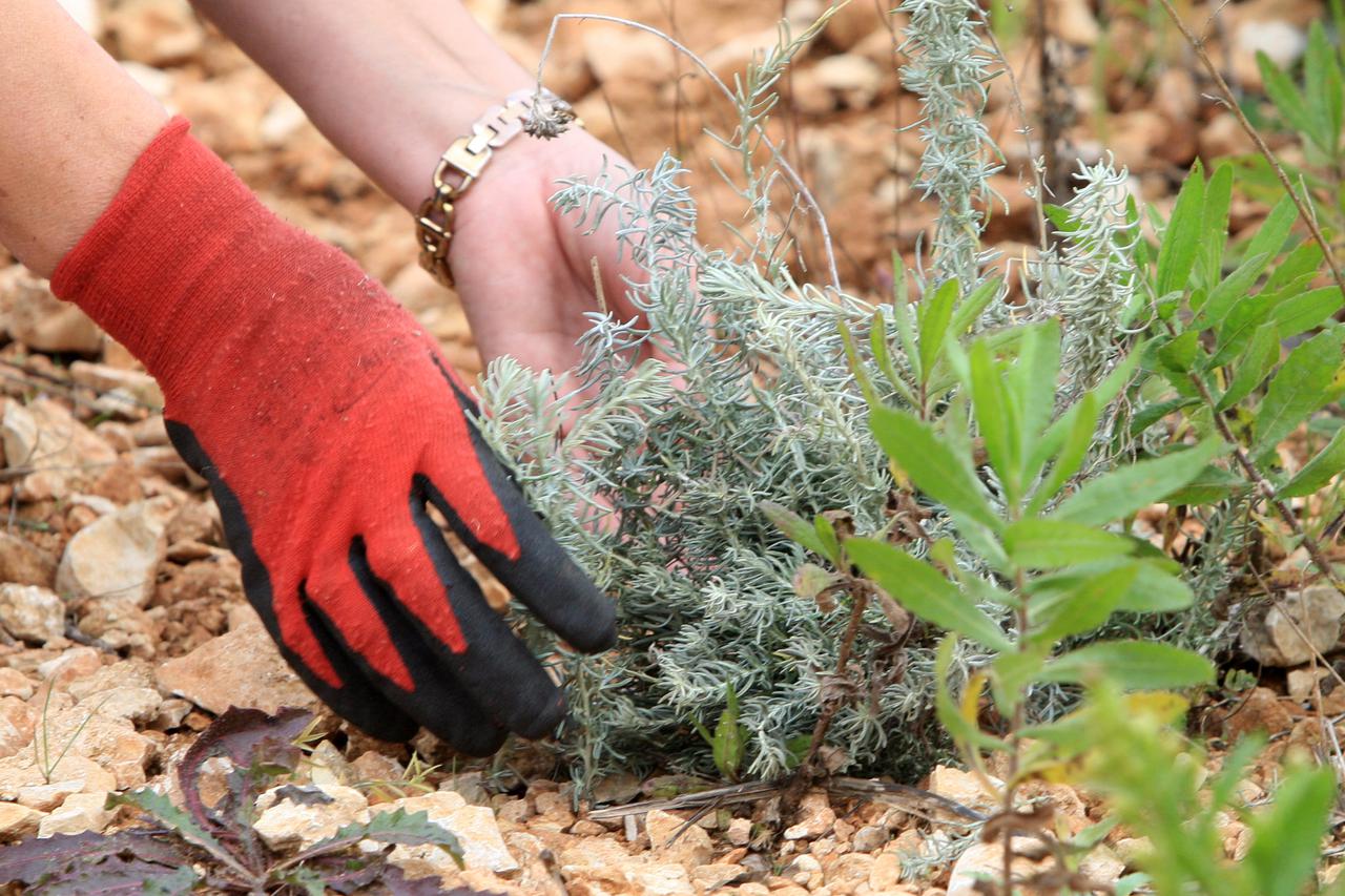 01.12.2014., Skradin - Smilje daje izuzetno, divno, plemenito, dragocjeno etericno ulje.  U fitoterapijske svrhe koristi se i cvijet, ali katkad i herba (zelen) biljke u cvatu. Smilje je, kroz bujni cvat na suhom krsu, davalo zivost dalmatinskim domovima 