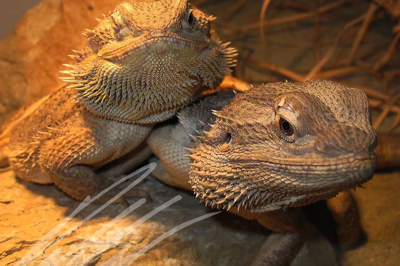 egzotične životinje