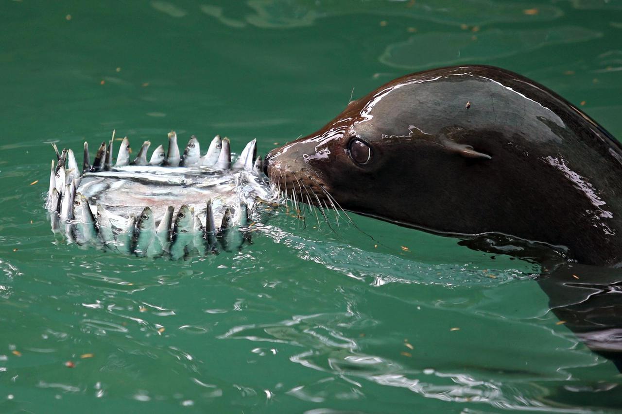 Zoološki vrt u Zagrebu proslavio 93. rođendan
