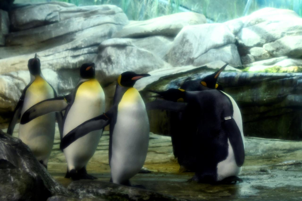 Pingvini u berlinskom zoou