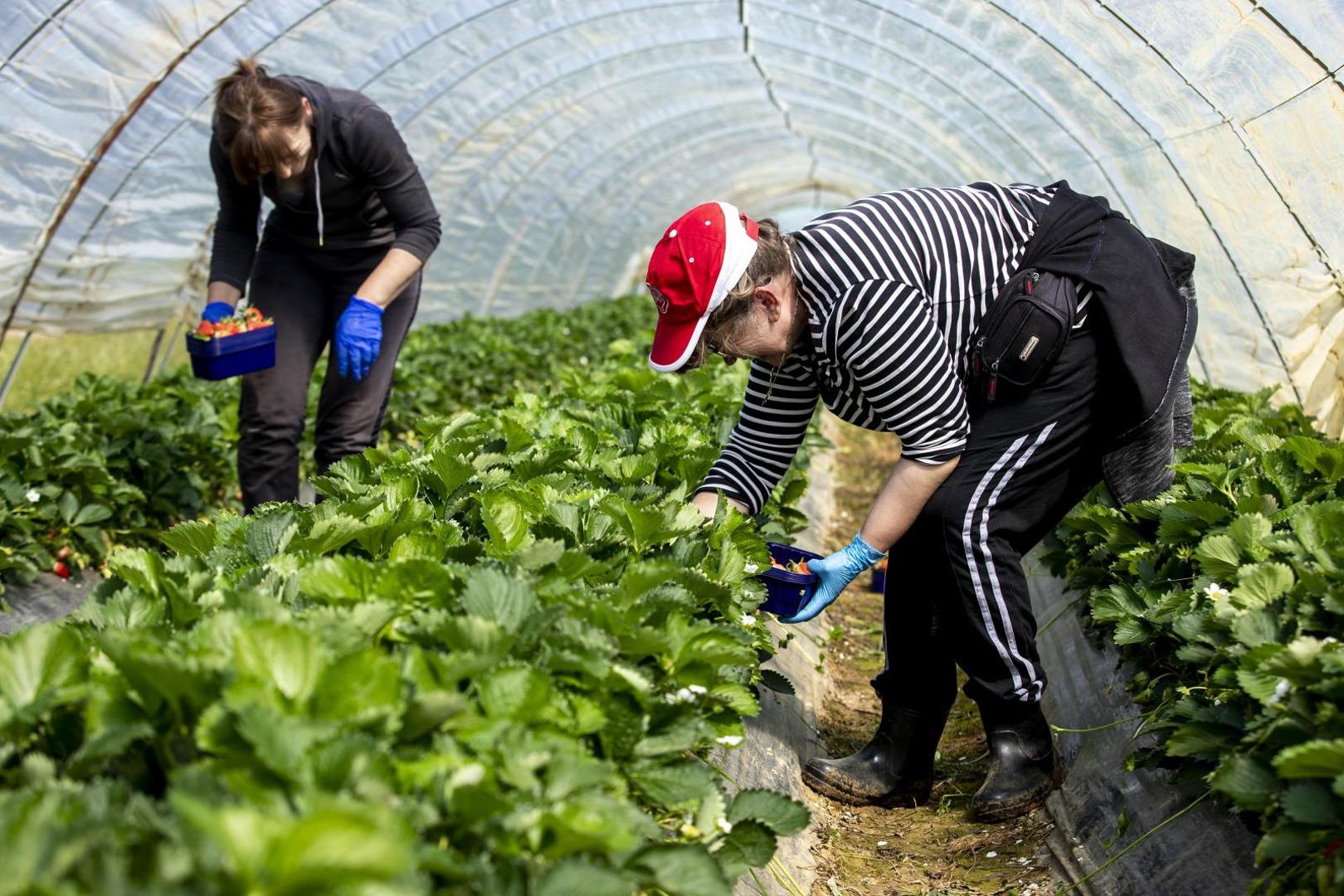15.04.2021., Vrgorac - Zapocela sezona berbe jagoda na vrgorackom podrucju.Photo: Miroslav Lelas/PIXSELL