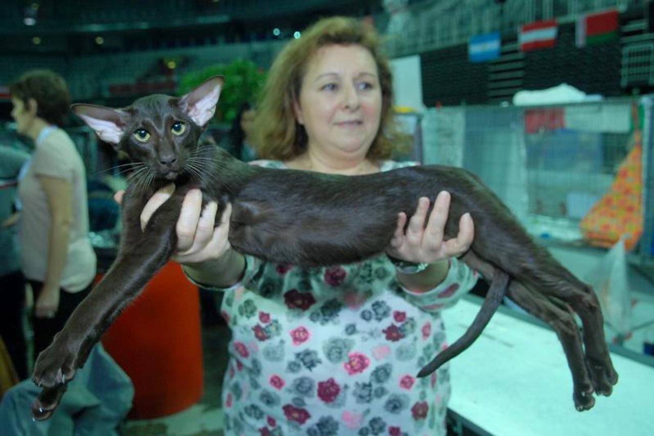 svjetska izložba mačaka (1)