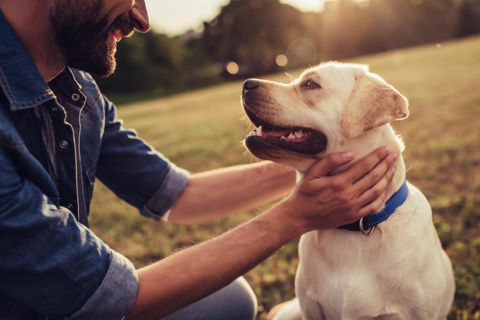 2. Labrador retriver. Ova pasmina treba se profesionalno njegovati svaka 2 tjedna, a za to ćete godišnje potrošiti oko 1190 eura. Dvije najzahtjevniji vrste pasa za održavanje trebale bi se profesionalno njegovati svaka dva tjedna, navodi se u studiji. Labrador retriveri se jako linjaju. Vlasnici ove pasmine trebali bi redovito četkati dlaku svojih pasa, čak i između šišanja, jer je bitno osigurati održavanje poddlake.