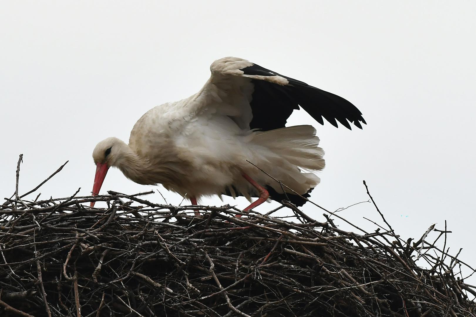 Klepetan se suočava s novim izazovima. Hladno vrijeme još uvijek ne dopušta da ljubavni par započne s grijanjem jaja i podizanjem novog naraštaja. 