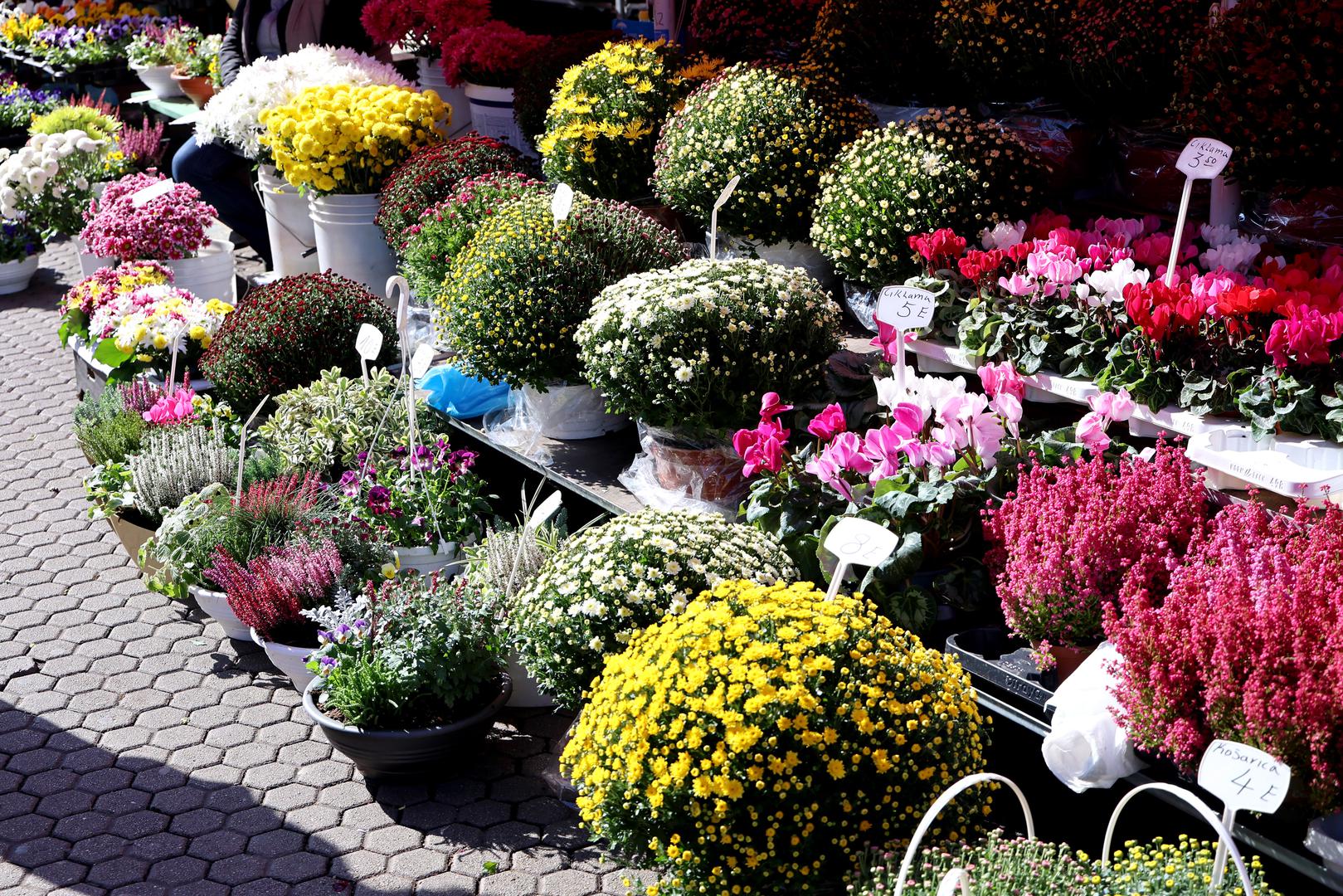S približavanjem blagdana Svih svetih zagrebačkom Splavnicom su zavladale popularne miltiflore.