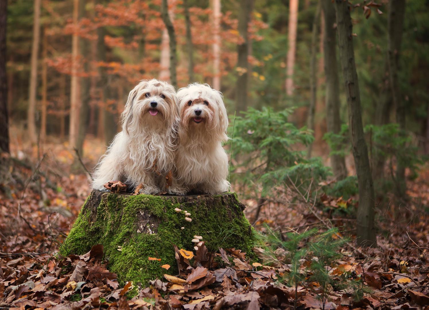 7. Havanezer: "Jedina pasmina pasa koja potječe s Kube, havanezer, ima dugi životni vijek od 14 do 16 godina. Ova privržena mala pasmina obožava svoje vlasnike i lako se trenira zahvaljujući svojoj iznimnoj inteligenciji", rekli su stručnjaci u PetMD-u. Međutim, ova pasmina može biti sklona određenim zdravstvenim problemima, poput progresivne atrofije mrežnice koja s vremenom može utjecati na njihov vid, i luksacije patele, stanja koje utječe na čašicu koljena i pokretljivost.