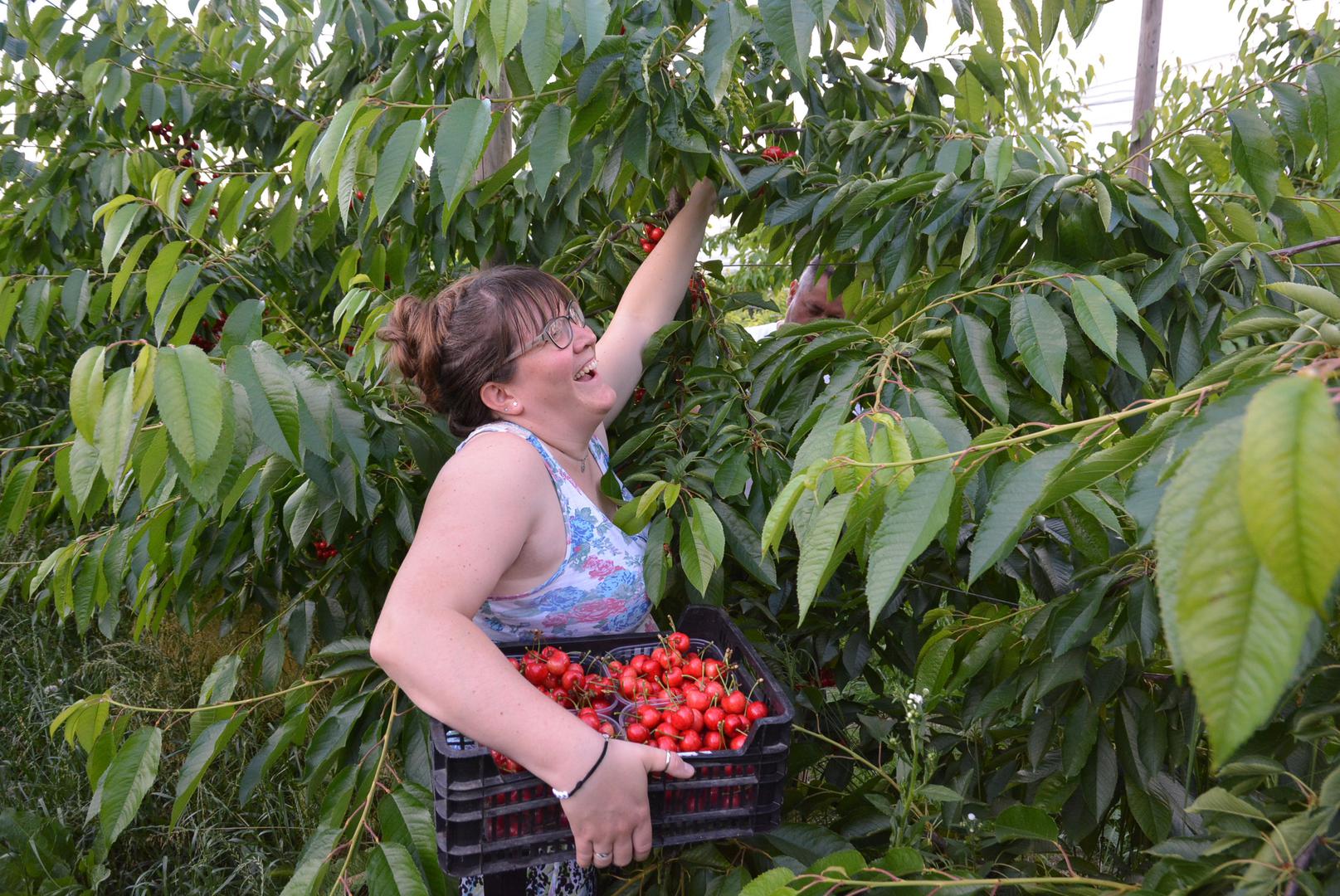 Domaćih berača nema, a strani su, tvrde voćari, preskupi i prekomplicirane su procedure oko njihova uvoza