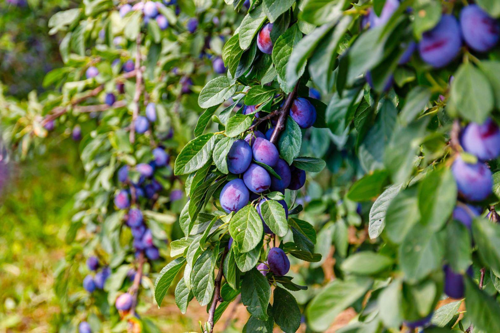 Šljiva: Šljiva je zahvalna voćka za kontinentalne krajeve i često dobro podnosi hladnije zime pa je veljača odličan termin za sadnju. Najbolje rađa na sunčanim položajima i u tlu koje nije stalno natopljeno vodom. Nakon sadnje formirajte osnovni uzgojni oblik i računajte da će redovita rezidba pomoći protiv zagušenja krošnje i slabijeg roda.
