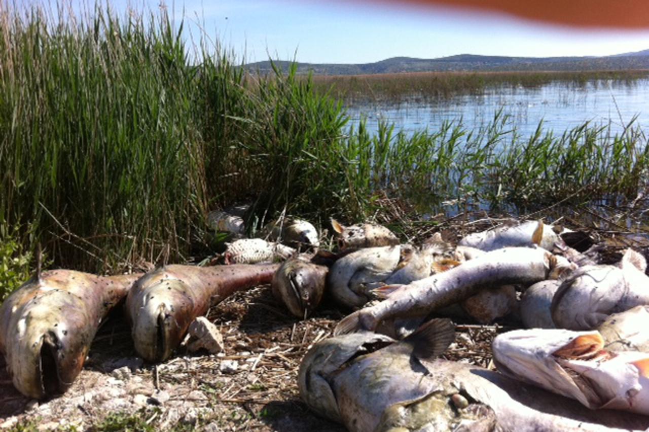 pomor ribe, vransko jezero (1)