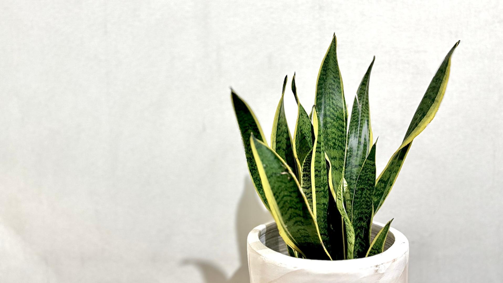 Svekrvin jezik (Sansevieria): Sansevieria, poznata i kao svekrvin jezik, idealna je za početnike. Ova biljka može preživjeti u različitim uvjetima, uključujući i slabo osvjetljene prostore. Potrebno ju je zalijevati samo kada se zemlja potpuno osuši, što znači da se neće naljutiti ako nekoliko dana zaboravite na nju. Osim toga, poznata je i po pročišćavanju zraka u prostoru.