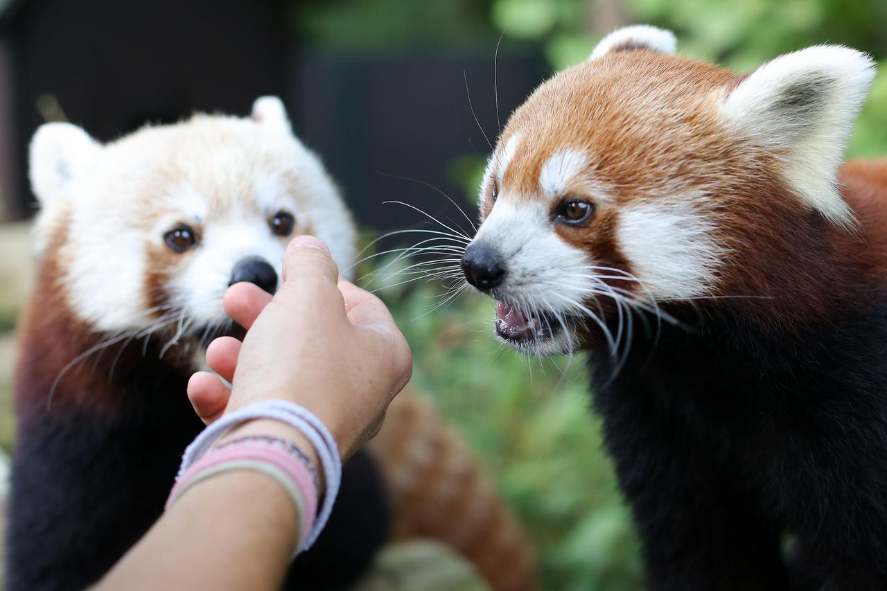 Crvene pande u Zoološkom vrtu