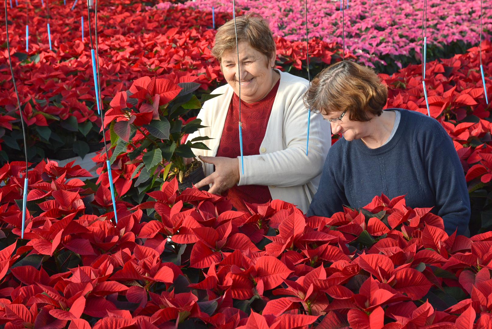  Među bolestima koje napadaju božićnu zvijezdu najpoznatije su trulež prizemnog dijela biljke i siva plijesan. Biljci oboljeloj od truleži izdanci odjednom venu, a stabljika pocrni. Da bi se izbjegla trulež korijena pripazite na vlagu u zemlji i ne prihranjujte previše. 