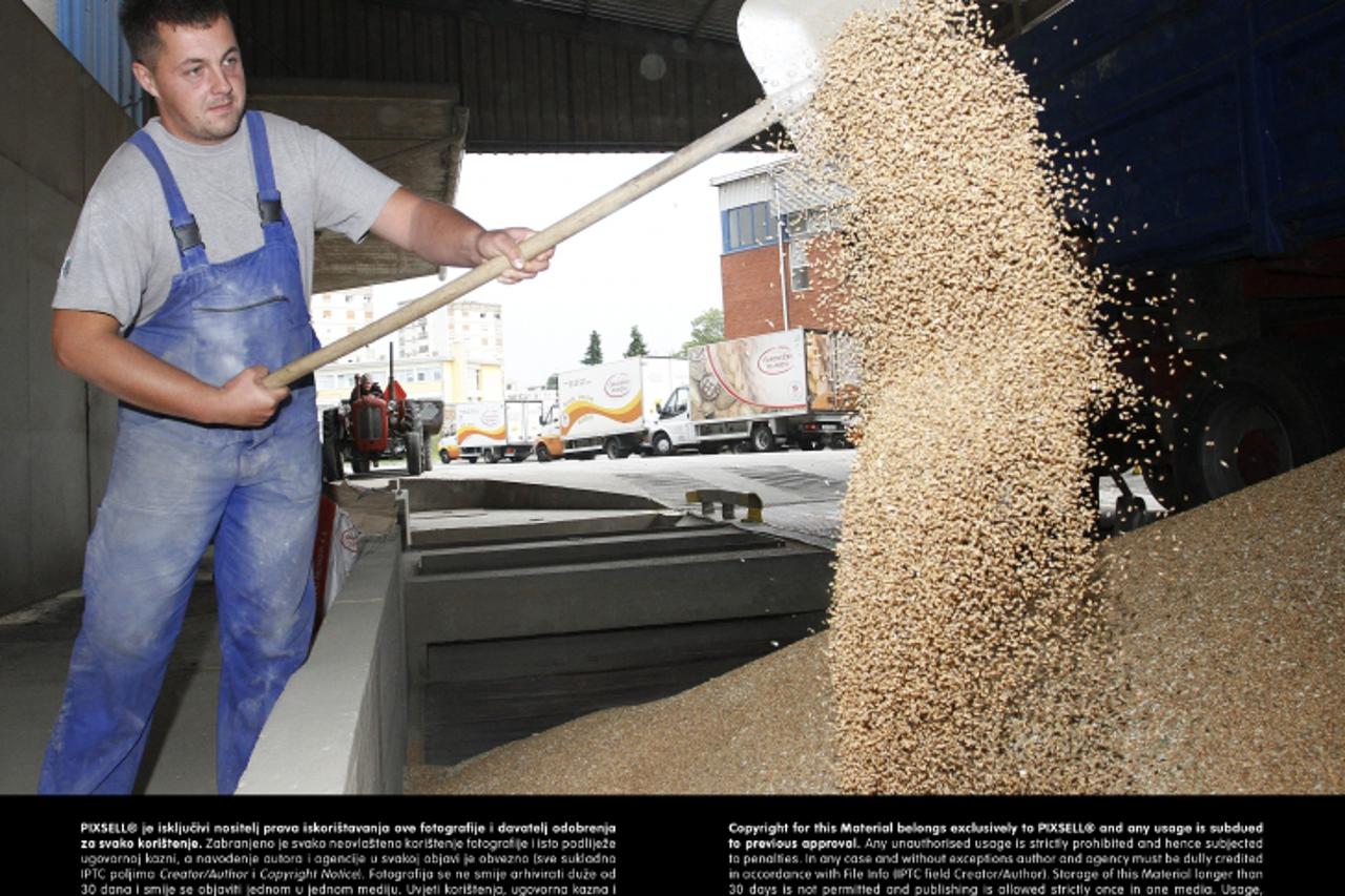 '11.07.2013., Cakovec - Cakovecki mlinovi poceli su otkupljivati psenicu po cijeni od 1.05 kn za kilogram zrna standardne kvalitete.  Photo: Vjeran Zganec-Rogulja/PIXSELL'