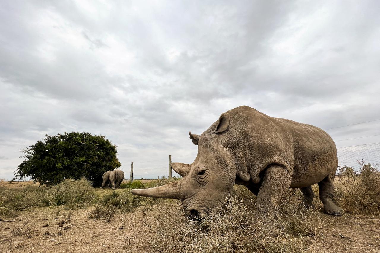 Najin, one of the last two northern white rhino females, stands at her enclosure at the Ol Pejeta Conservancy in Kenya