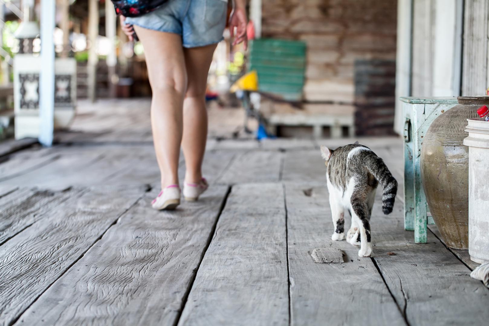 Prati vas po kući: Ako imate 'sjenu s repom', to znači da vas vaša mačka želi stalno imati na oku. To nije znak kontrole, već povezanosti – ona se uz vas osjeća sigurno i ugodno.