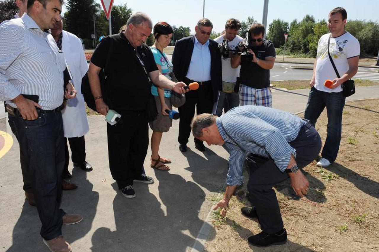 Bandić čupa korov (1)