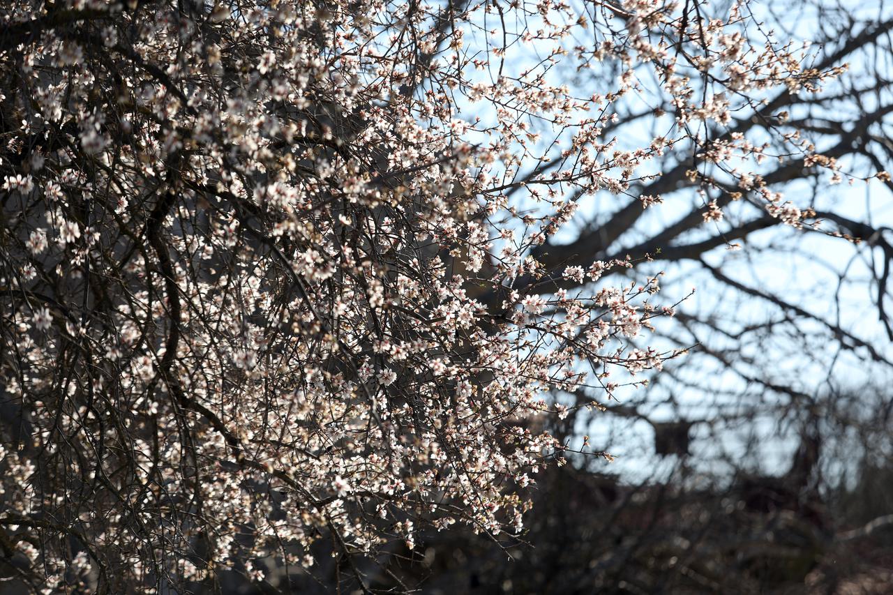 U okolici Šibenika procvjetali su bademi