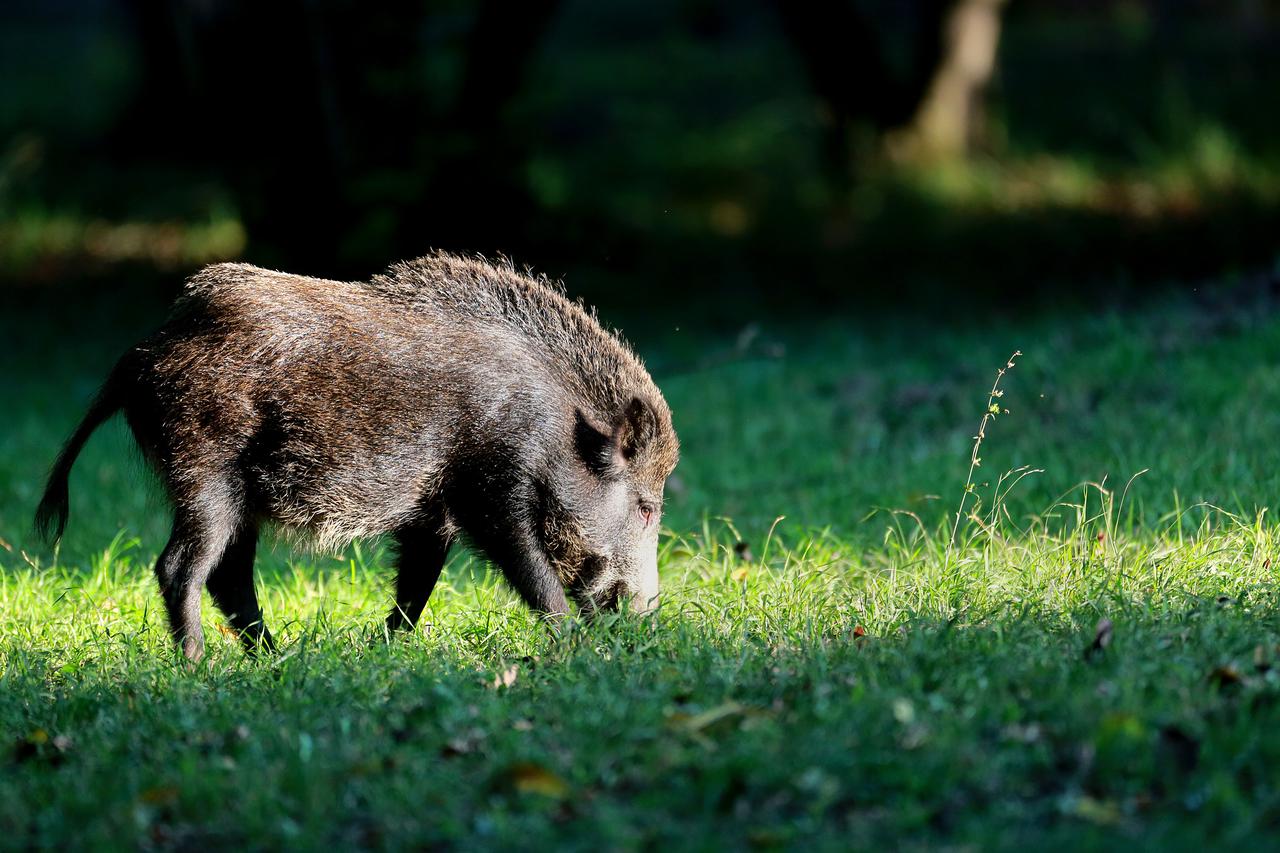 25.09.2013., Kopacki rit -  Zivotinjski svijet u Parku prirode Kopacki rit. Divlja svinja. Photo: Marko Mrkonjic/PIXSELL,