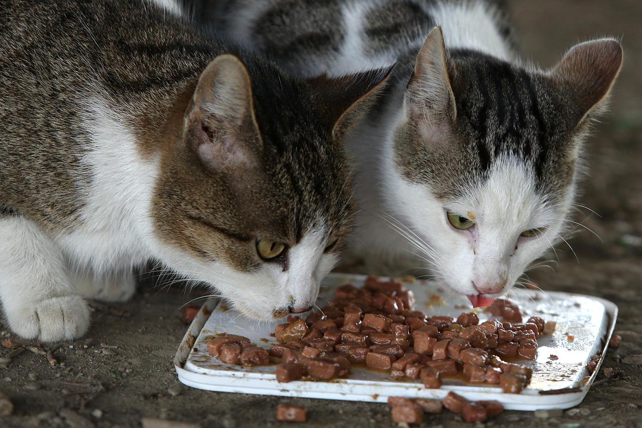 Hranilišta za mačke