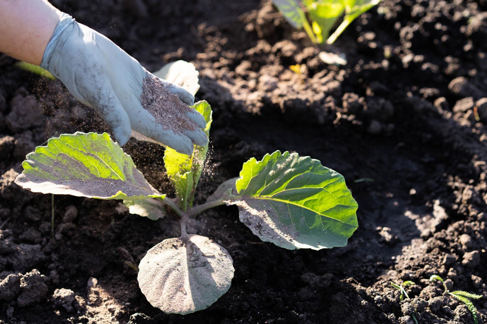 Drveni pepeo: Ako koristite drva za ogrjev, pepeo može poslužiti kao izvrsno gnojivo bogato kalijem i kalcijem. Međutim, treba ga koristiti umjereno jer može povećati alkalnost tla, što nije pogodno za sve biljke.