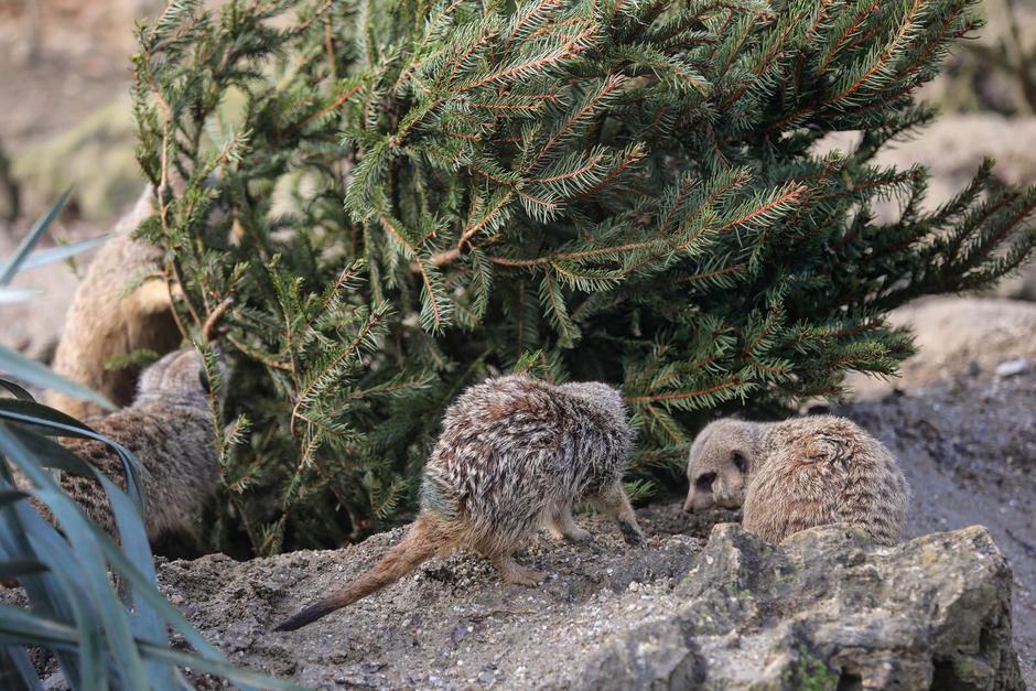 Podjela božićnih drvaca životinjama u zagrebačkom zoološkom vrtu